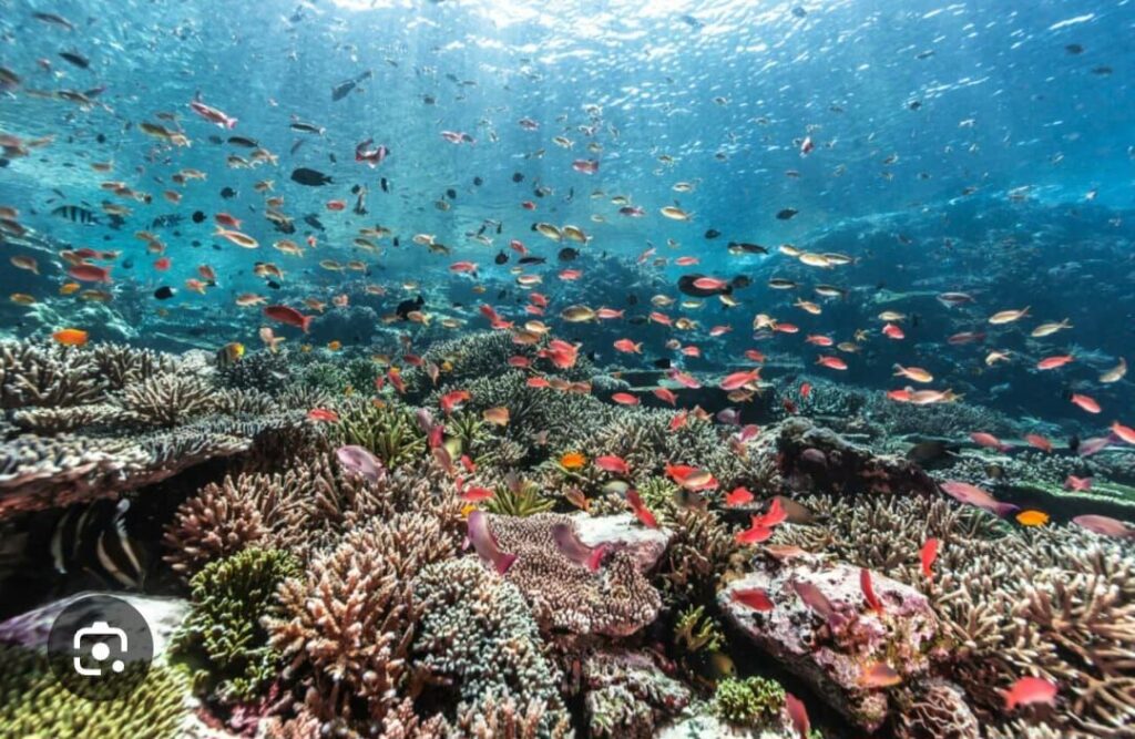 Les Merveilles sous-marines de Mayotte : À la Découverte de la Faune Marine 2 PHOTO 2025 09 24 18 00 11